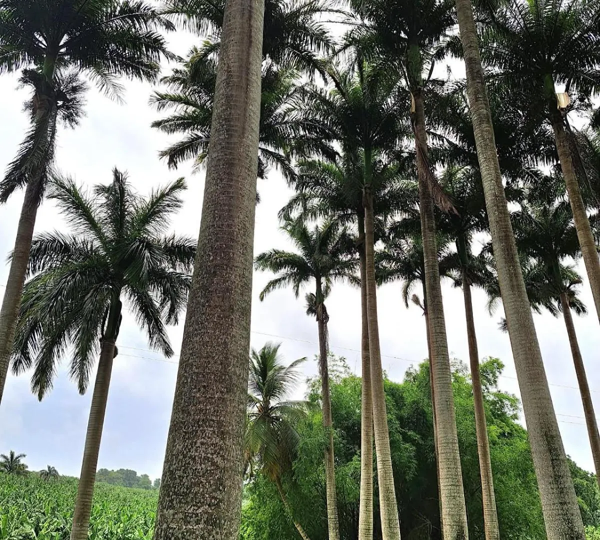 Location Les Trois Ilets Apartment Martinique